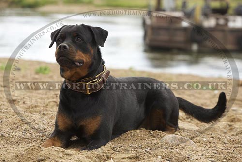 Rottweiler dog accessories