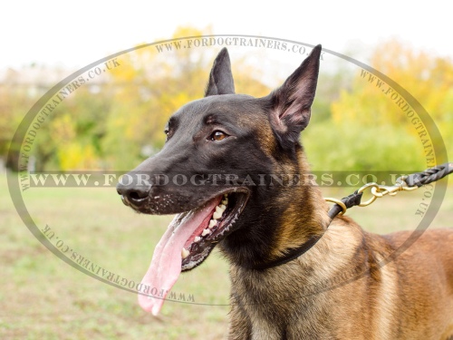 Dog Choke Collar for Malinois Training