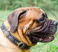 Royal Design of Dog Collar for Bullmastiff