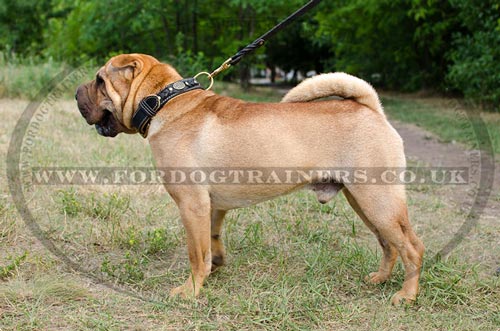 Handmade Dog Collar for Shar Pei Dog Breed