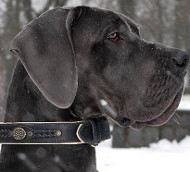 Great Dane Collar Nappa Padded, Handmade | Luxury Dog
Collar