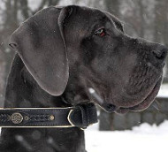 Great Dane Collar Nappa Padded, Handmade | Luxury Dog
Collar