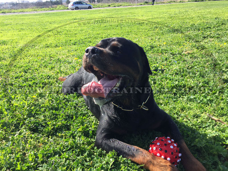 Stimulating Rubber Ball For Dogs