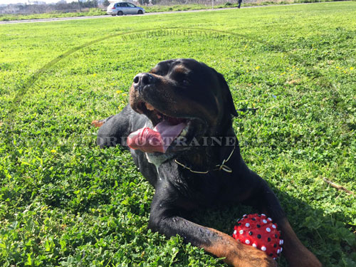 Rubber Ball for Dog