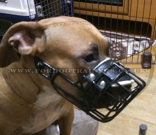 dog muzzle for Pitbull