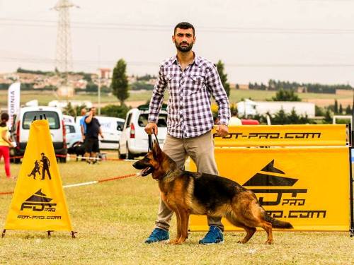 schutzhund dog training mini blind