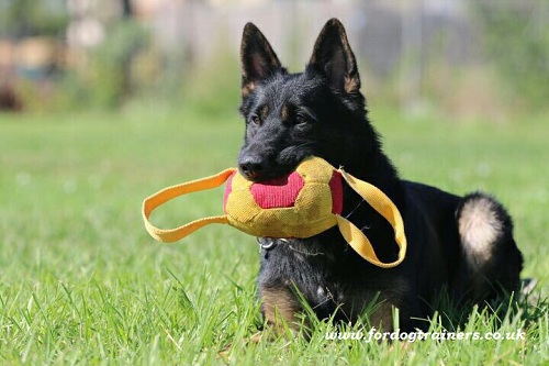 Schutzhung Dog Training