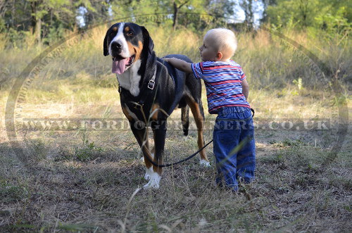 service dogs types