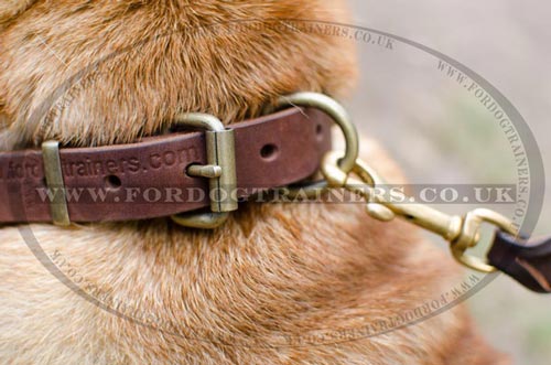 Shar Pei Collar