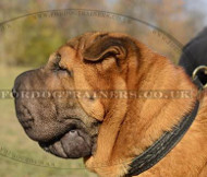 Shar Pei Dog Breed Perfect Dog Collar for Daily Dog Walking