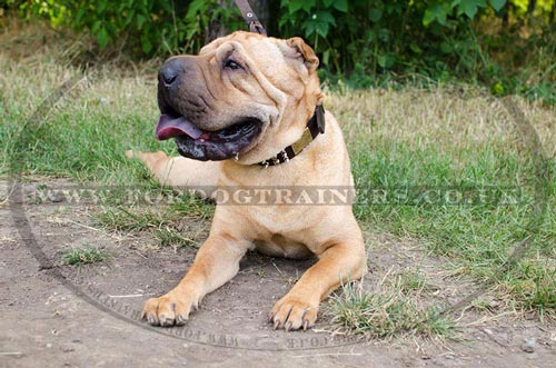 Shar Pei Leather Dog Collar Designs