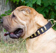 Sharpei Dog Walking Collar with Ribbed Brass Plates
