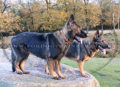 German Shepherd Dog Collars UK