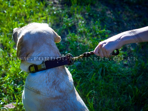 Short Leather Dog Lead