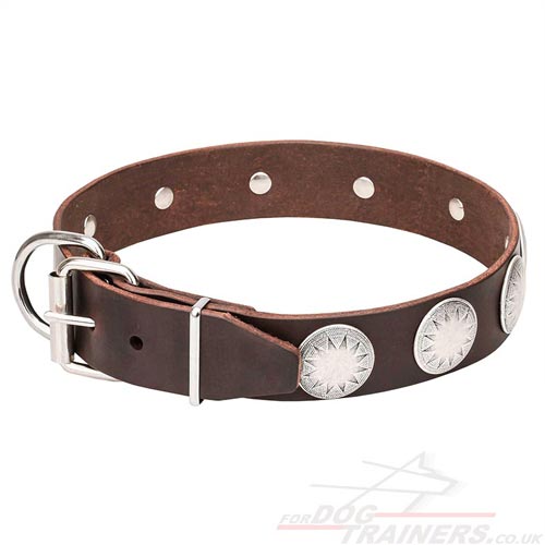 Studded Dog Collar for Big Dogs