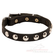 puppy dog collar