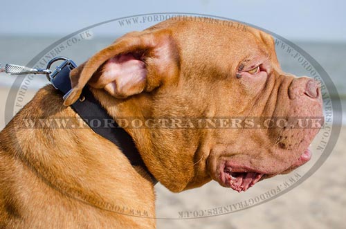 Dogue De Bordeaux Collars UK