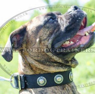 Chic Dog Collar for Boxer Walking of Silver Studded Design