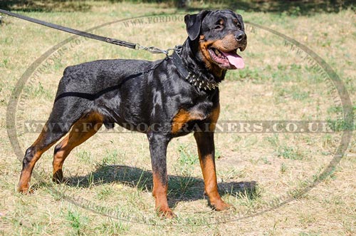 Designer Dog Collars for Rottweilers