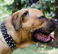 Spiked Dog Collars for Large Dogs like Cane Corso