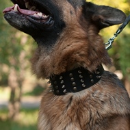 2 Inch Wide Leather Dog Collar for German Shepherd with Spikes