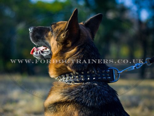 Leather Dog Collar for GSD