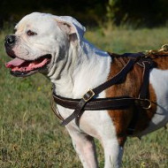 American Bulldog Harness for Tracking/Pulling