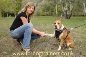 Staffordshire Bull Terrier Behavior