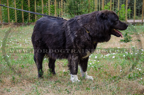 choose genuine leather dog harness for Caucasian Shepherd