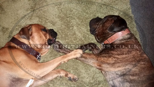 Big Dog Collars for Mastiffs