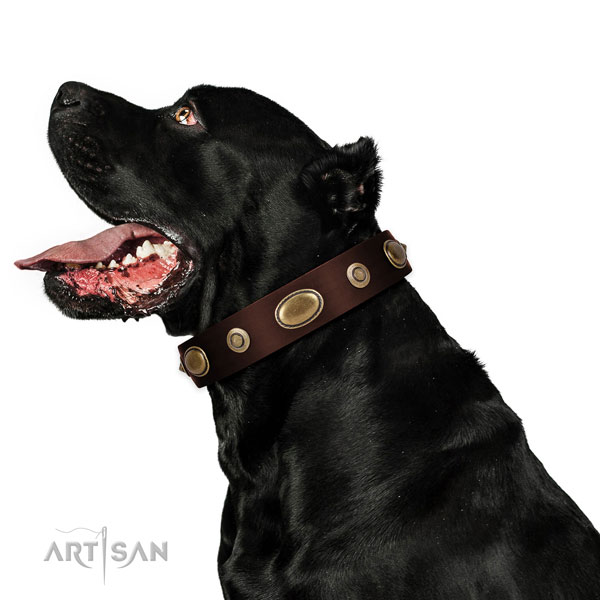 Strong Dog Collar for Mastiff