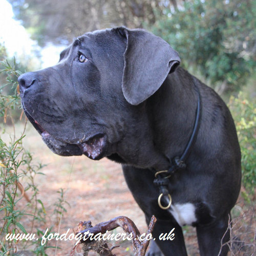 Round Leather Dog Collar