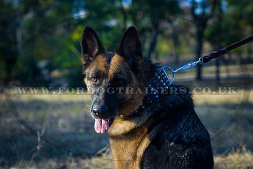 German Shepherd Collar UK