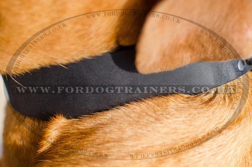Strong Leather Dog Collar for Mastiff