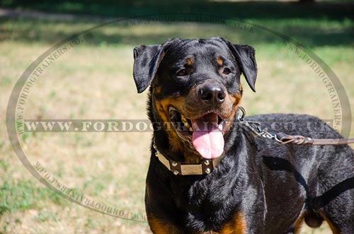 Rottweiler Collars UK