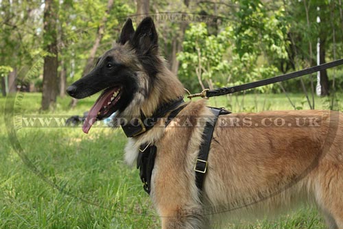 Buy Leather Police Dog Lead UK