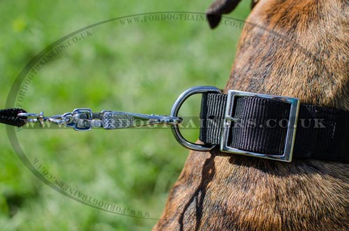Boxer Dog Collar UK