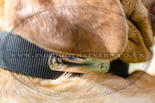 Strong Nylon Dog Collar with ID