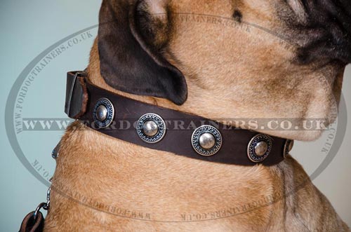 Studded Bullmastiff Leather Collar for Big Strong Dogs