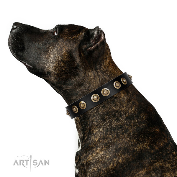 Studded Black Leather Dog Collar for Amstaff