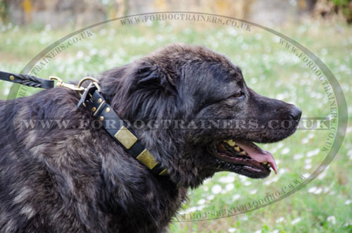 black leather dog collar