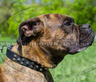 Boxer Dog Collar with Buckle | Genuine Leather and Studs