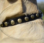 Studded Dog Collar for Labrador | Designer Dog Collar for Labs