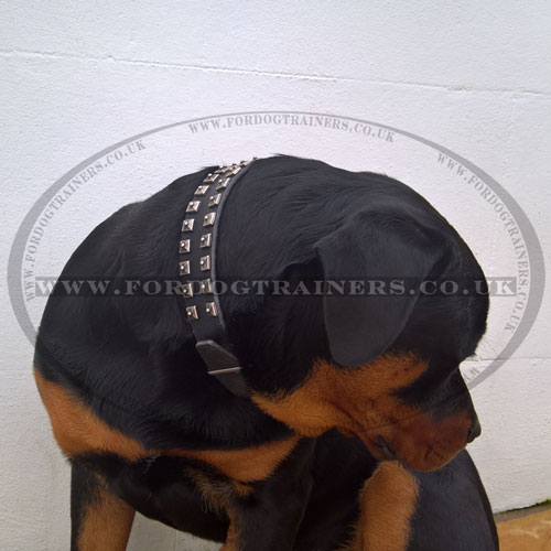 Rottweiler collars UK