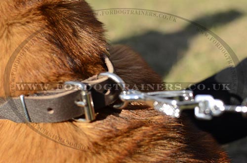 Shar Pei Collar