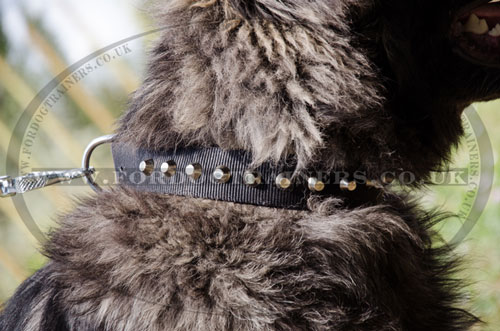 Nylon dog collar with buckle for Caucasian Shepherd