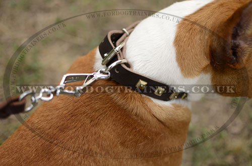 Studded Staffy Collar for Dog