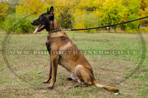 dog collar for malinois