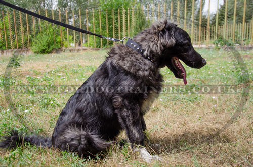 quick release nylon dog collar for Caucasian Shepherd