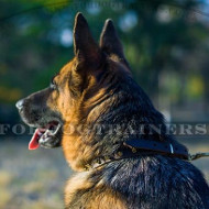Brass Spiked Dog Collar for German Shepherd of Genuine Leather